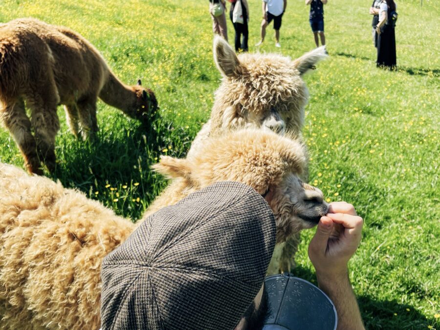 Alpaca ranč Slovenija - Alpaka Ranč Slovenija