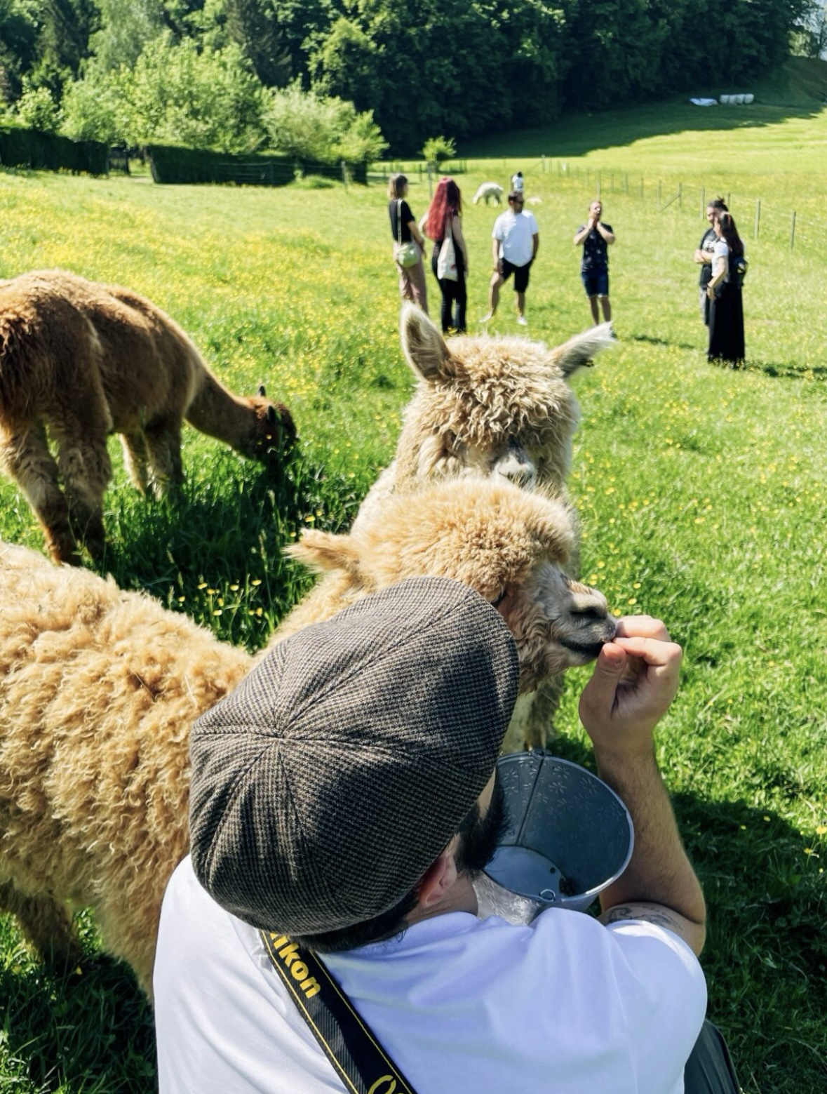 Darilni bon alpaka ranč - otroci (2,99-13,99 leta) - nakup - slika 5