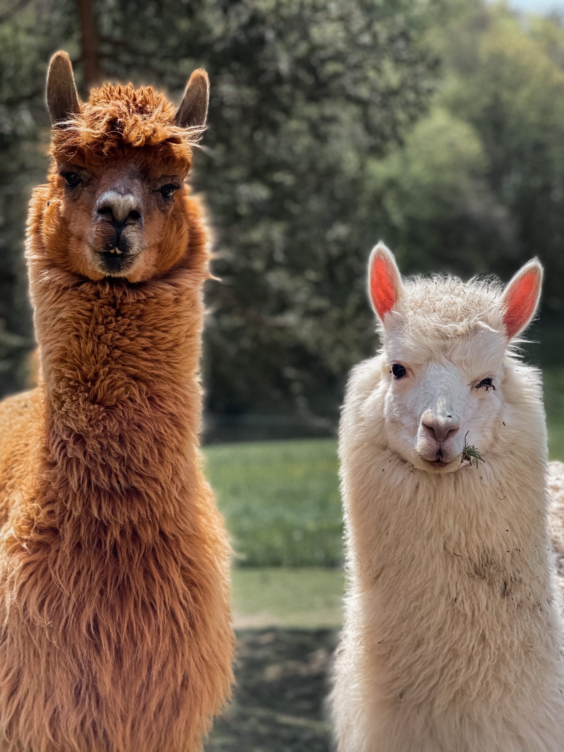 Darilni bon alpaka ranč - otroci (2,99-13,99 leta) - nakup - slika 3